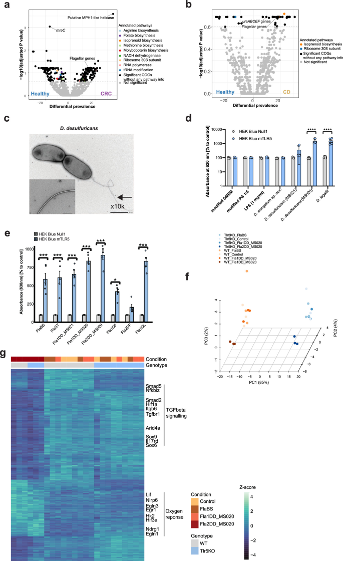 Fig. 4: Disease-associated functional trait across Desulfovibrio genomes.