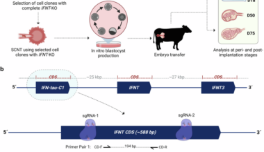 Pregnancy establishment in cattle without embryonic interferon tau