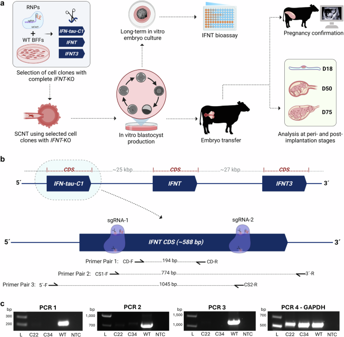 Pregnancy establishment in cattle without embryonic interferon tau