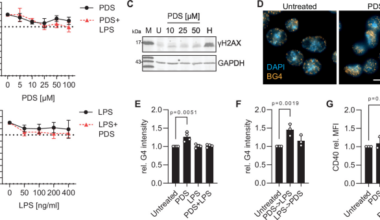 G-quadruplex structures affect the immune response to bacterial infection in mouse macrophages