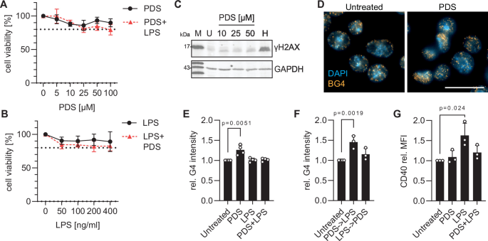 G-quadruplex structures affect the immune response to bacterial infection in mouse macrophages