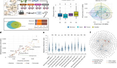 Thiamine cross-feeding drives microbial coexistence in the leaf microbiome