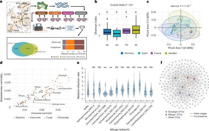 Thiamine cross-feeding drives microbial coexistence in the leaf microbiome