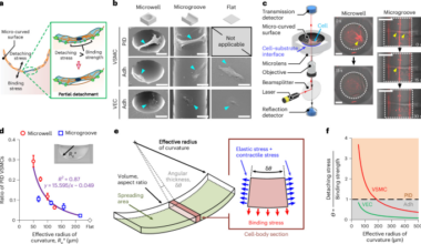 Three-dimensional cell morphology is mediated by curvature sensing and interfacial stress