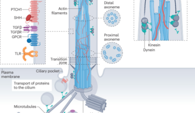 Primary cilia as regulators of fibrosis and potential therapeutic targets