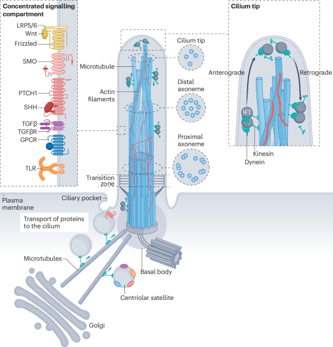 Primary cilia as regulators of fibrosis and potential therapeutic targets