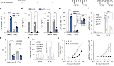 Engineered TYK2 dependence enables myeloid-selective IL-10 receptor agonism