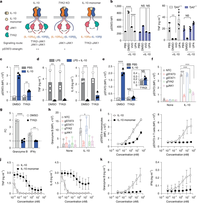 Engineered TYK2 dependence enables myeloid-selective IL-10 receptor agonism
