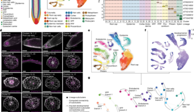 An environmentally regulated dichotomy in cell lineages of the root