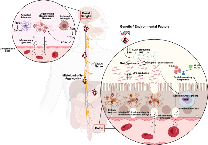Fig. 1: Hypothetical alterations of gut-brain axis in Parkinson’s disease.