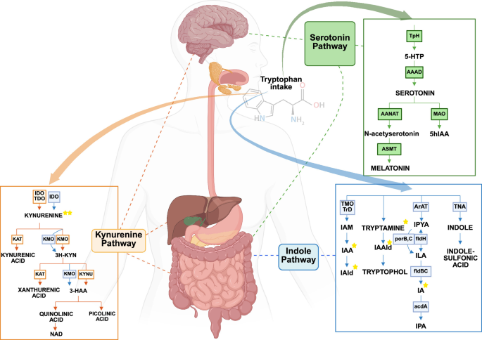 Fig. 2: Tryptophan metabolic pathways and aryl hydrocarbon receptor (AhR) ligands in the gut-brain axis.
