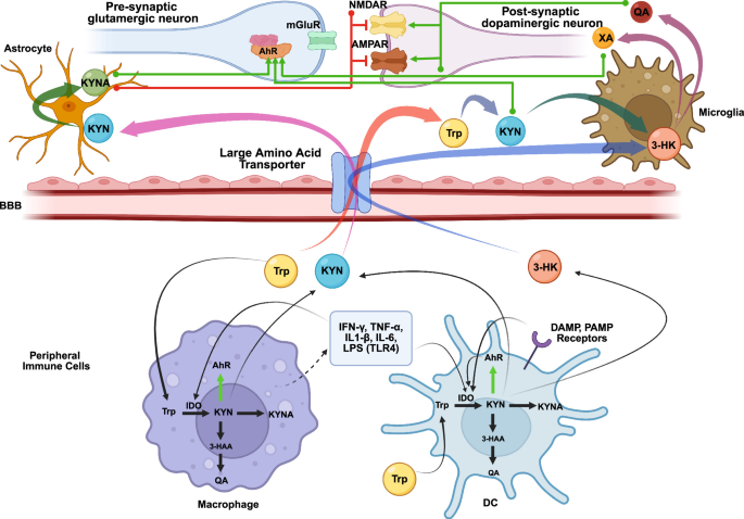 Fig. 6: Hypothetical implications of peripheral and central kynurenine pathway metabolism in immune-neural crosstalk.