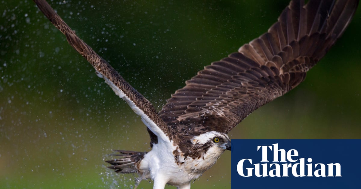 Country diary: A passing osprey needs to eat – but the local terns won’t let it | Birds