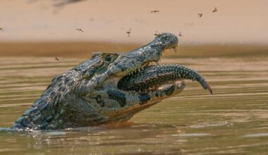 photo of an alligator head sticking out of water as it devours a fish