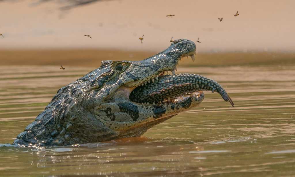 photo of an alligator head sticking out of water as it devours a fish