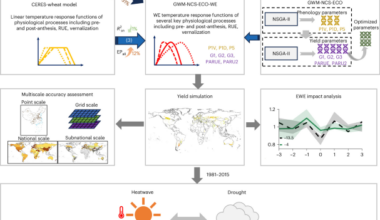 Refined crop modelling reveals intensifying impacts of droughts and heatwaves on global wheat productivity