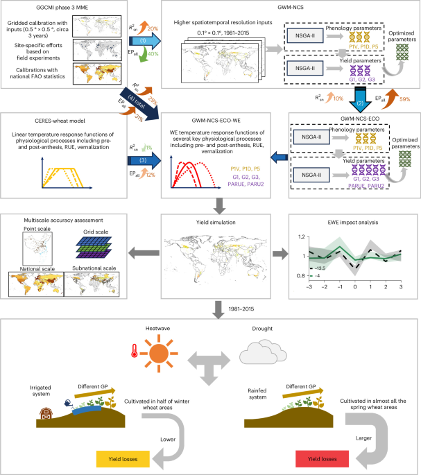 Refined crop modelling reveals intensifying impacts of droughts and heatwaves on global wheat productivity