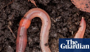 Country diary: Thrilled by Darwin, and the wonder of worms | Animals