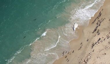 Perth beaches reopened days after being deemed too unsafe due to whale carcass attracting shark frenzy