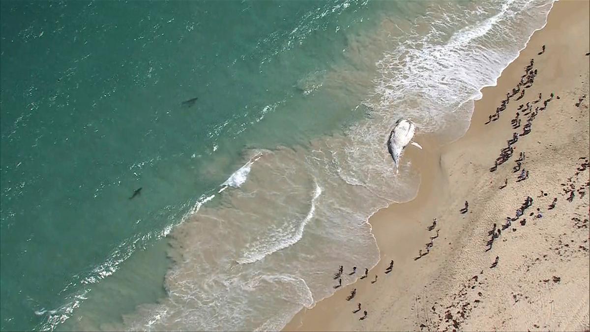 Perth beaches reopened days after being deemed too unsafe due to whale carcass attracting shark frenzy