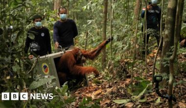 Endangered orangutans released back into the wild after Borneo fires