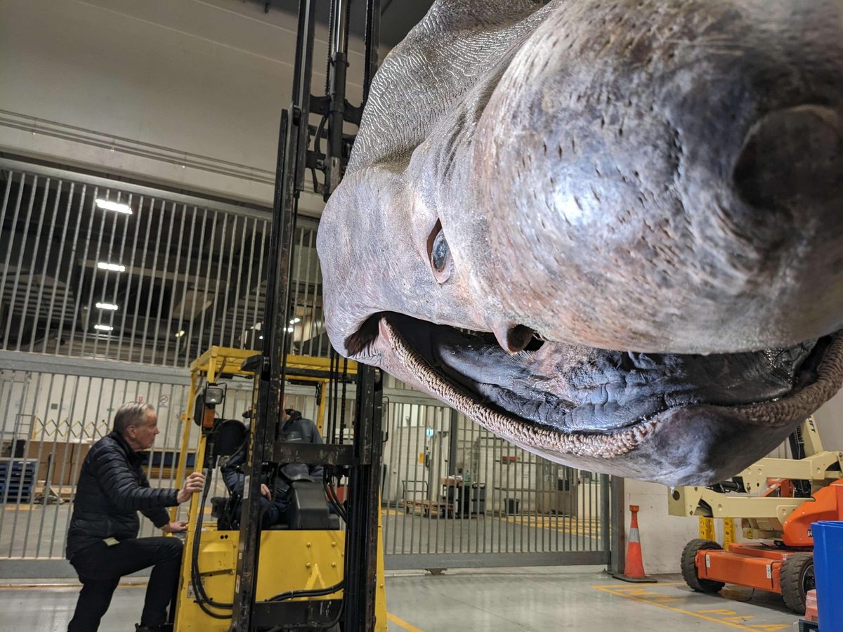 Basking shark head