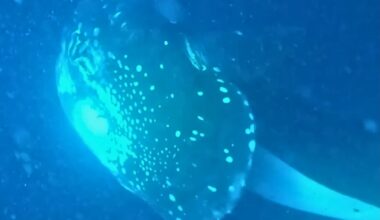 Orca with sunfish