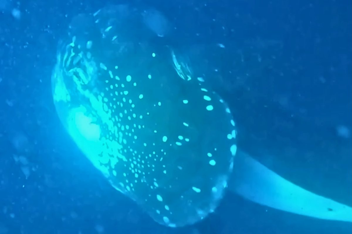 Orca with sunfish
