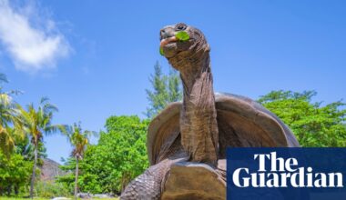 Seychelles giant tortoise numbers hit record 180,000 in conservation triumph | Wildlife