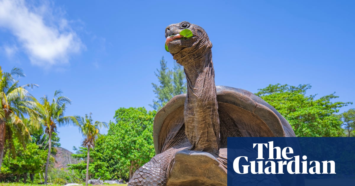 Seychelles giant tortoise numbers hit record 180,000 in conservation triumph | Wildlife