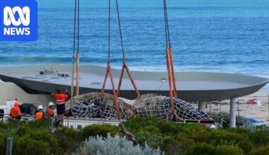 Whale carcass at City Beach removed after delays, sent for landfill burial