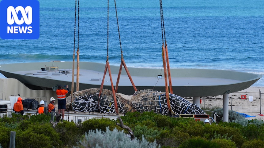 Whale carcass at City Beach removed after delays, sent for landfill burial