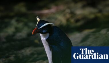 Uncovering the secrets of New Zealand’s elusive ‘jungle penguins’ | New Zealand