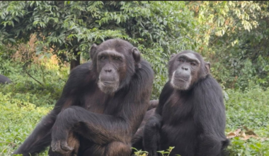 Chimpanzees Steal Friends’ Food Less Often - 조선일보