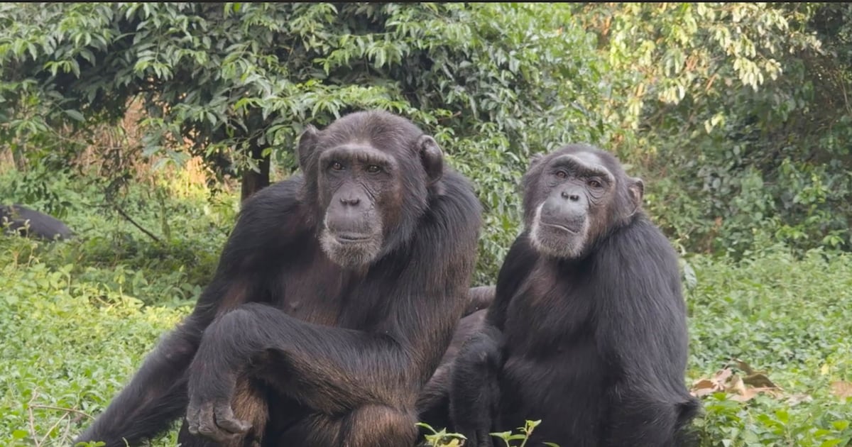 Chimpanzees Steal Friends’ Food Less Often - 조선일보