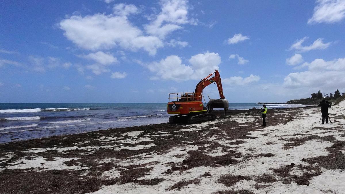 Whale carcass removed from Cottesloe beach after six-hour operation, beaches remain closed until tomorrow