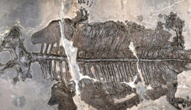 First fully marine amphibian from 230 million years ago found in China | News