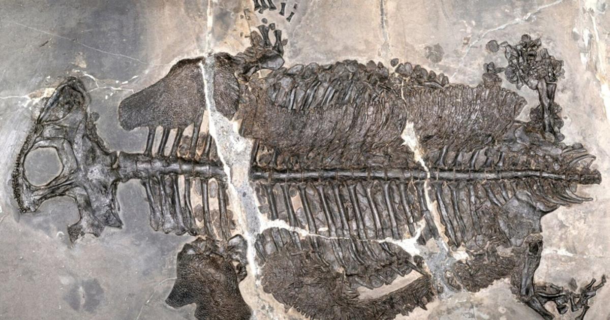 First fully marine amphibian from 230 million years ago found in China | News