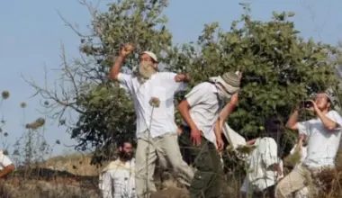 Israeli Forces Arrest Two Palestinians After Settlers Attack Olive Pickers in Masafer Yatta - شبكة يافا الإخبارية