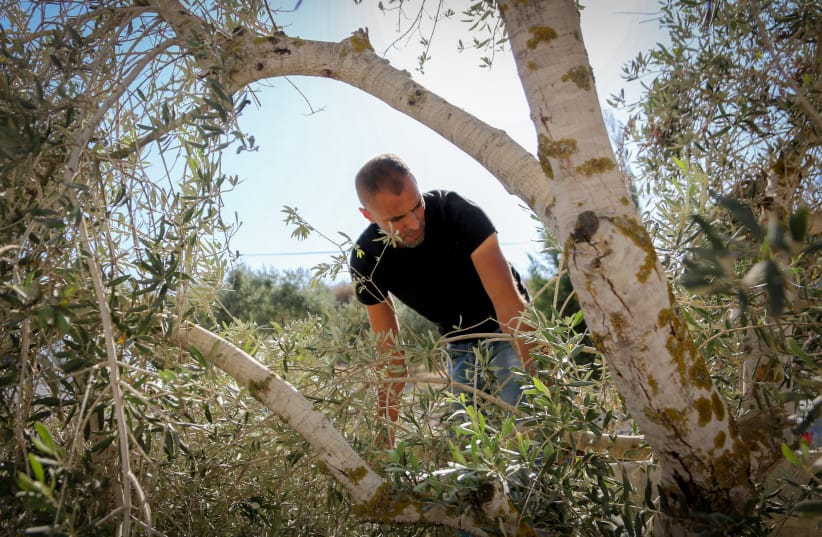 Palestinians inspect their destroyed home and the olive trees surrounding it following an attack by Jewish settlers in the village of Burin, north of the city of Nablus in the West Bank. September16, 2026.