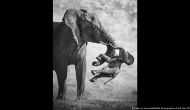 Wildlife Photographer of the Year 2026: the winners