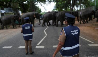 In Sri Lanka, wild elephants increasingly clash with humans
