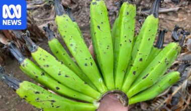 Starving flying foxes target banana, berry farms on NSW Mid North Coast