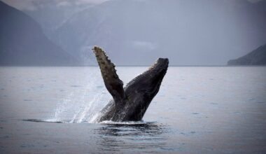 Humpback whale struck by B.C. Ferries vessel near Grace Island - CTV News