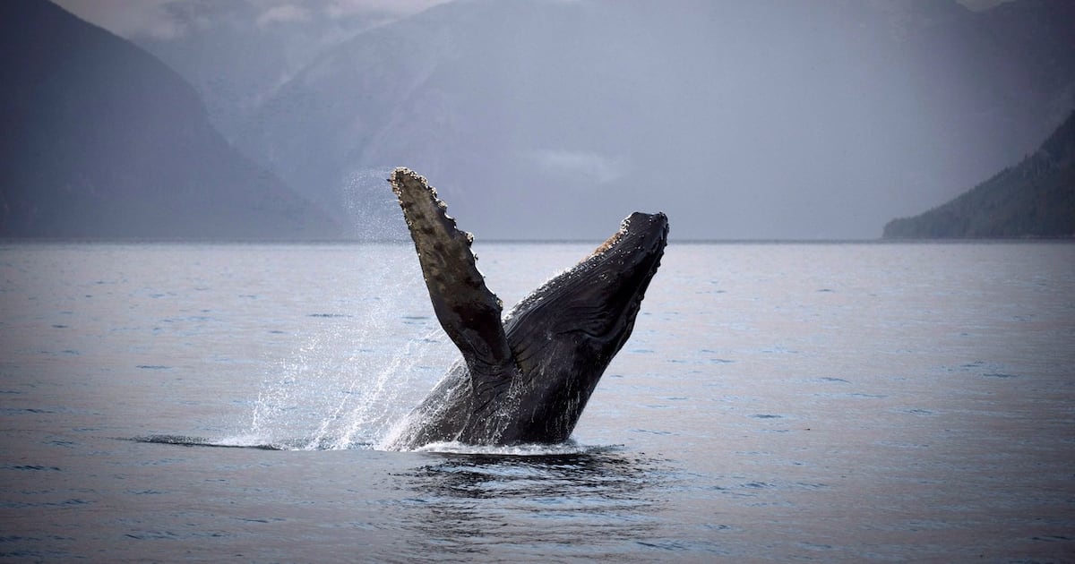 Humpback whale struck by B.C. Ferries vessel near Grace Island - CTV News
