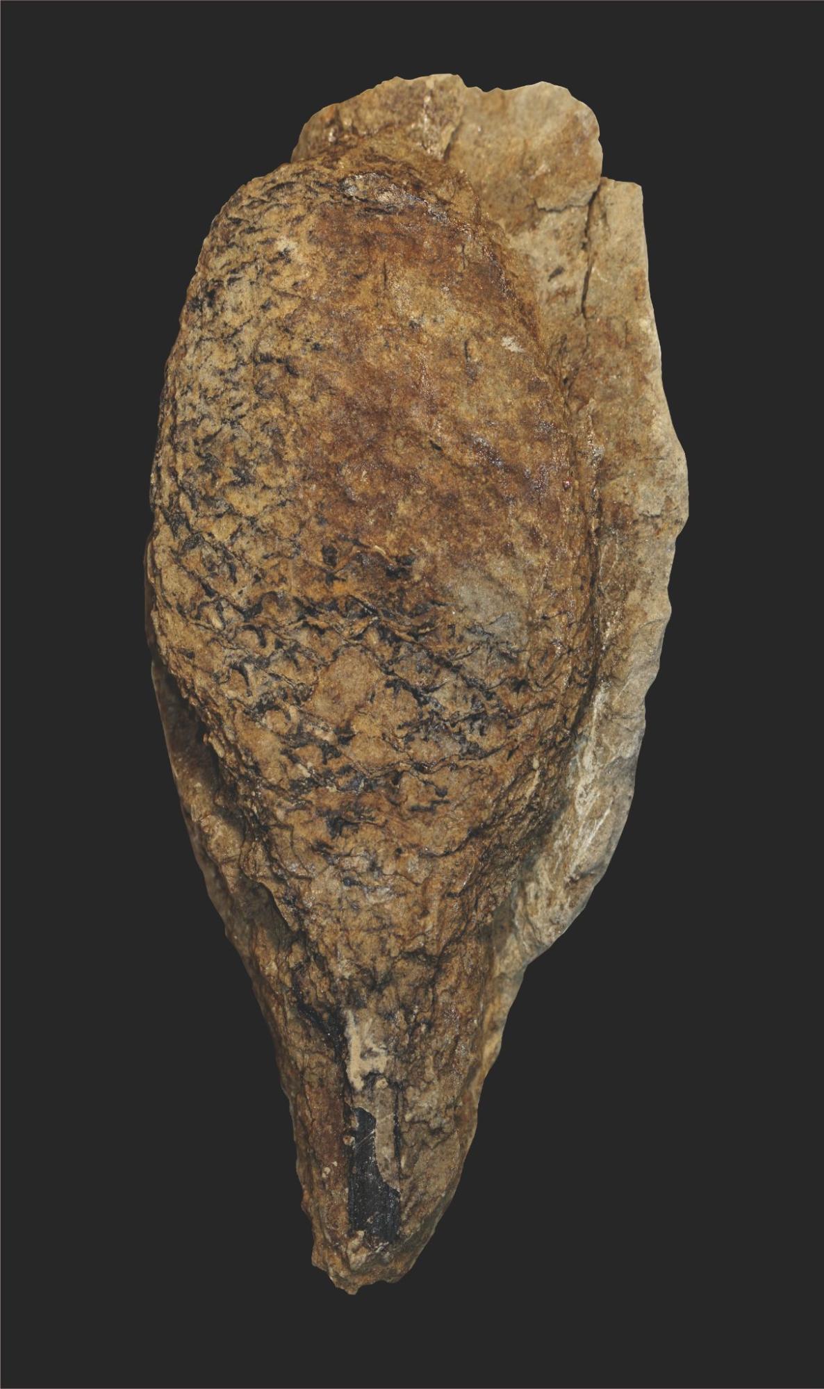 A brown fossilized plant against a black background