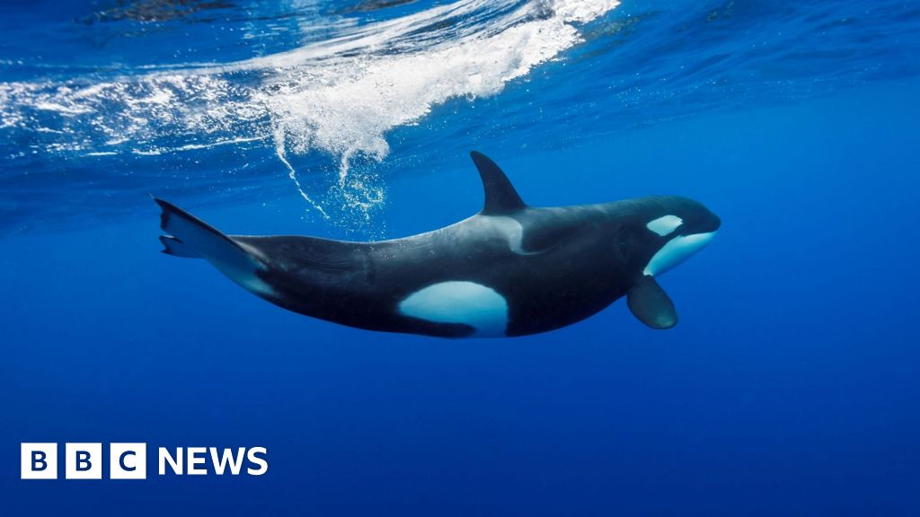 Orca found in Uist 'one of oldest males ever recorded' say scientists - BBC