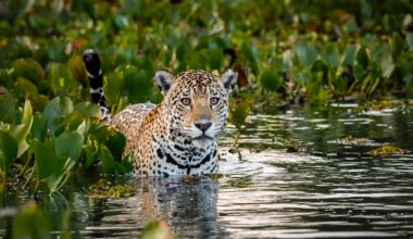 Jaguar in the Pantanal