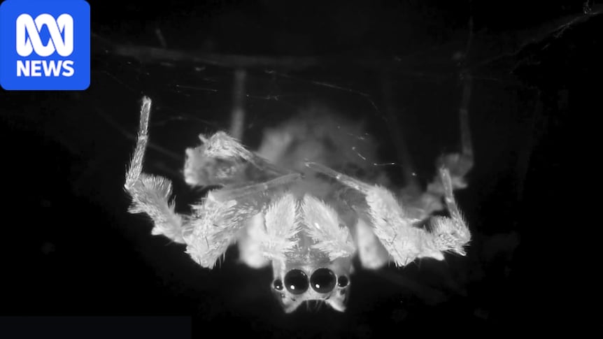 Scientists video REM-like sleep in Australian jumping spider species