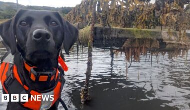 Dog that hunts invasive sea creature named animal of the year - BBC